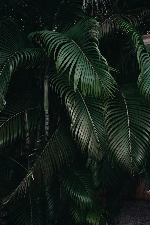 a red fire hydrant sitting next to a lush green plant, an album cover, inspired by Elsa Bleda, unsplash contest winner, coconut palms, dark palette, alessio albi, tropical bird feathers