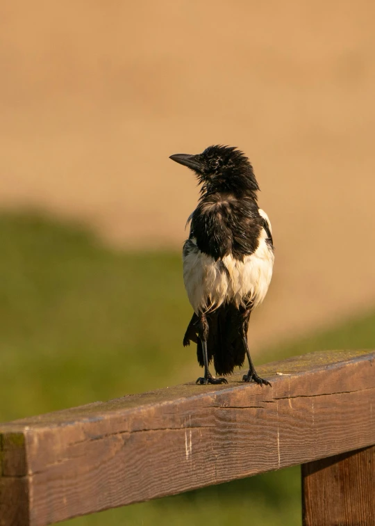 a black and white bird sitting on top of a wooden bench, by Jan Tengnagel, oranate and brooding, at the park, evening light, standing upright