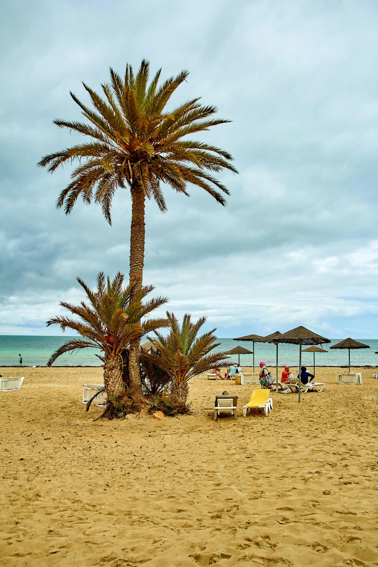 a couple of palm trees sitting on top of a sandy beach, seville, profile image