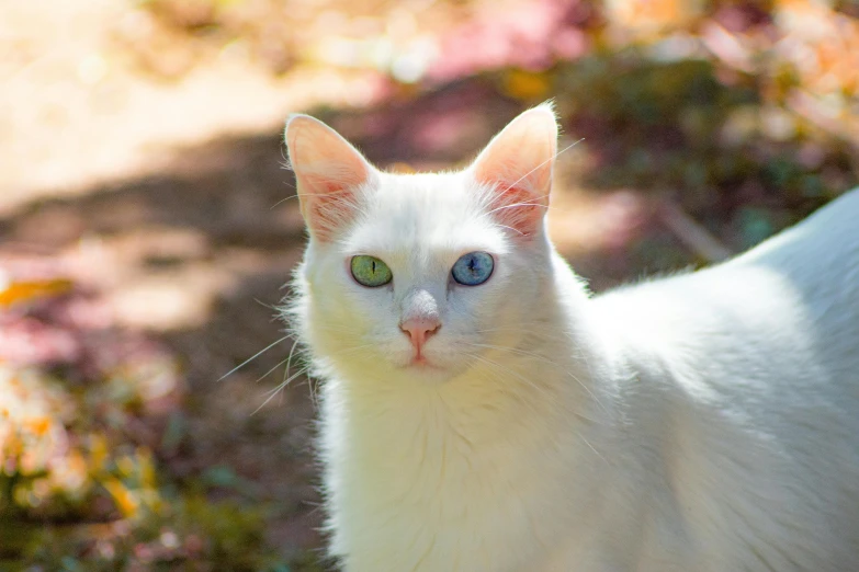 a white cat with blue eyes standing in the grass, by Julia Pishtar, unsplash, colorful lenses, beautiful iridescent colors, warrior cats, portrait of albino mystic