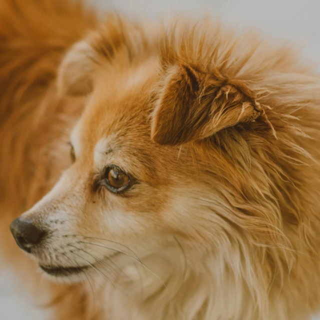 a brown dog standing on top of a snow covered ground, pexels contest winner, renaissance, closeup headshot, pomeranian mix, retro stylised, subtle detailing