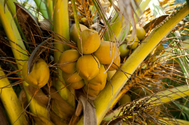 a bunch of yellow coconuts hanging from a tree, straw, malt, cream of the crop, thumbnail