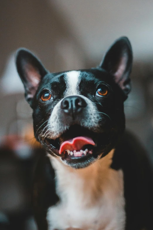 a black and white dog sitting on top of a wooden floor, with wide open mouth, portrait featured on unsplash, black ears, small heart - shaped face