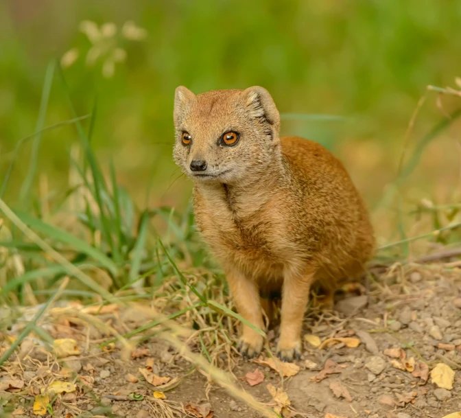 a small brown animal standing on top of a dirt field, pexels contest winner, renaissance, ermine, large yellow eyes, madagascar, fox legs
