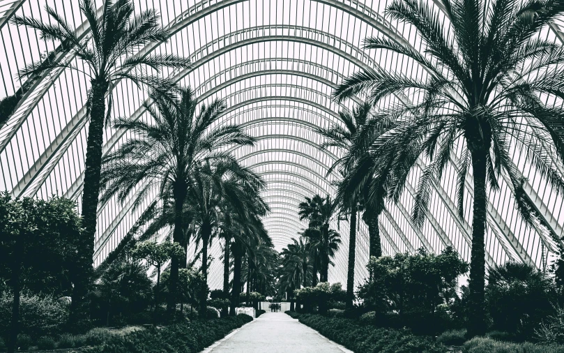 a black and white photo of a walkway lined with palm trees, inspired by Thomas Struth, unsplash contest winner, baroque, huge greenhouse, teal aesthetic, archs, costa blanca