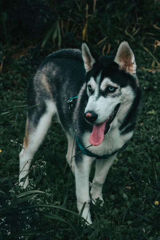 a dog that is standing in the grass, silver eyes full body, unsplash photo contest winner, husky, 2 0 0 0 s