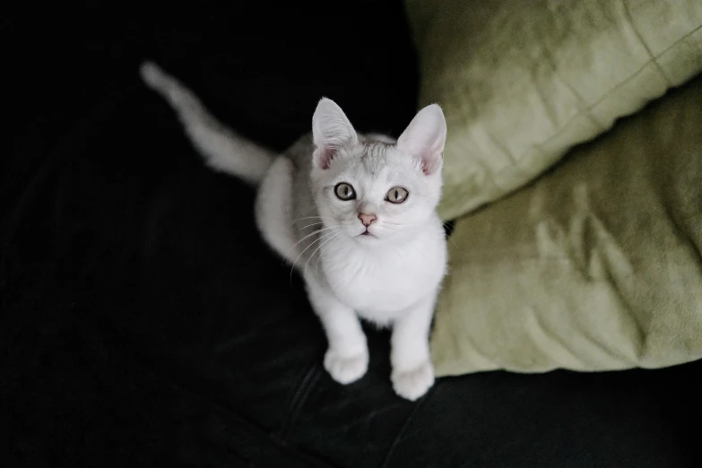 a white cat sitting on top of a green pillow