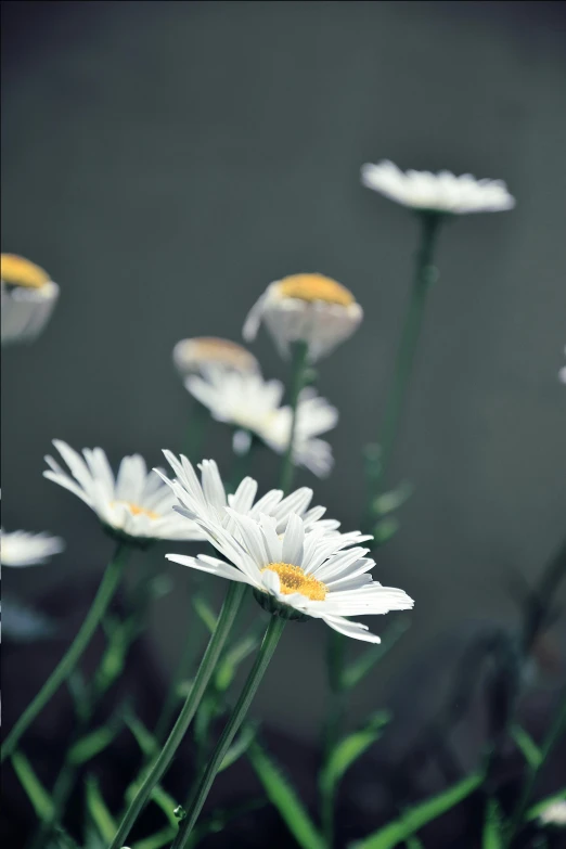 a bunch of white flowers with yellow centers, unsplash, photorealism, 1960s color photograph, shot on sony alpha dslr-a300, grey, hazy