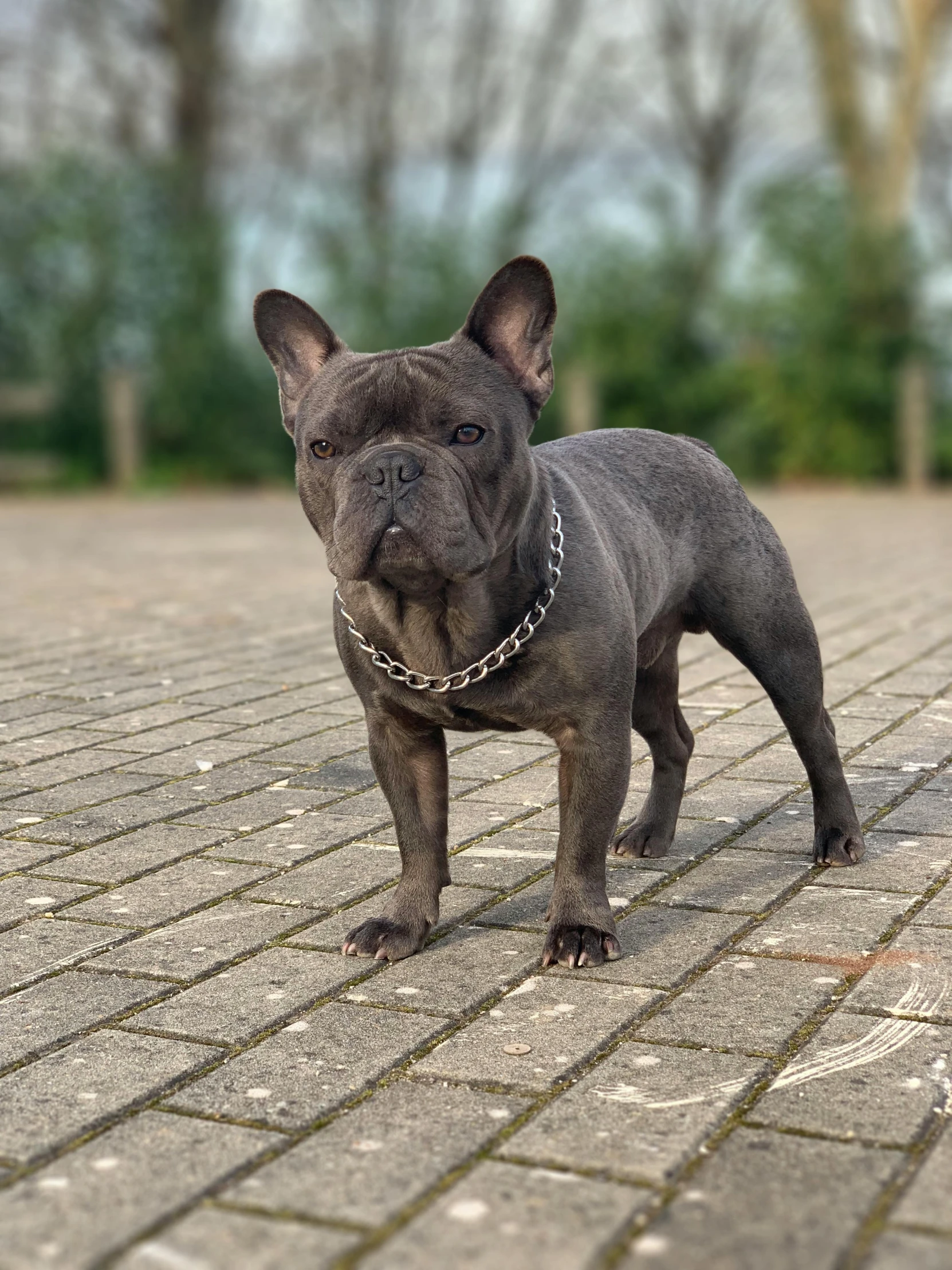 a small black dog standing on a brick walkway, by Jan Tengnagel, pexels contest winner, baroque, french bulldog, neck chains, in gunmetal grey, extremely polished