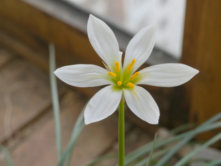 a close up of a flower near a window, hurufiyya, glossy white, a brightly coloured, subtle detailing, pointè pose