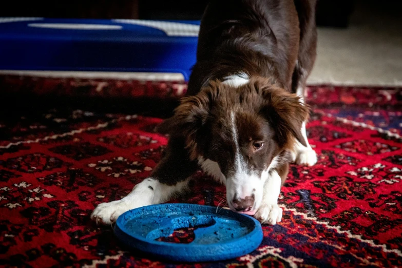 a brown and white dog playing with a blue frisbee, a portrait, by Julia Pishtar, pexels contest winner, auto-destructive art, in a red dish, rug, border collie, detailed focused