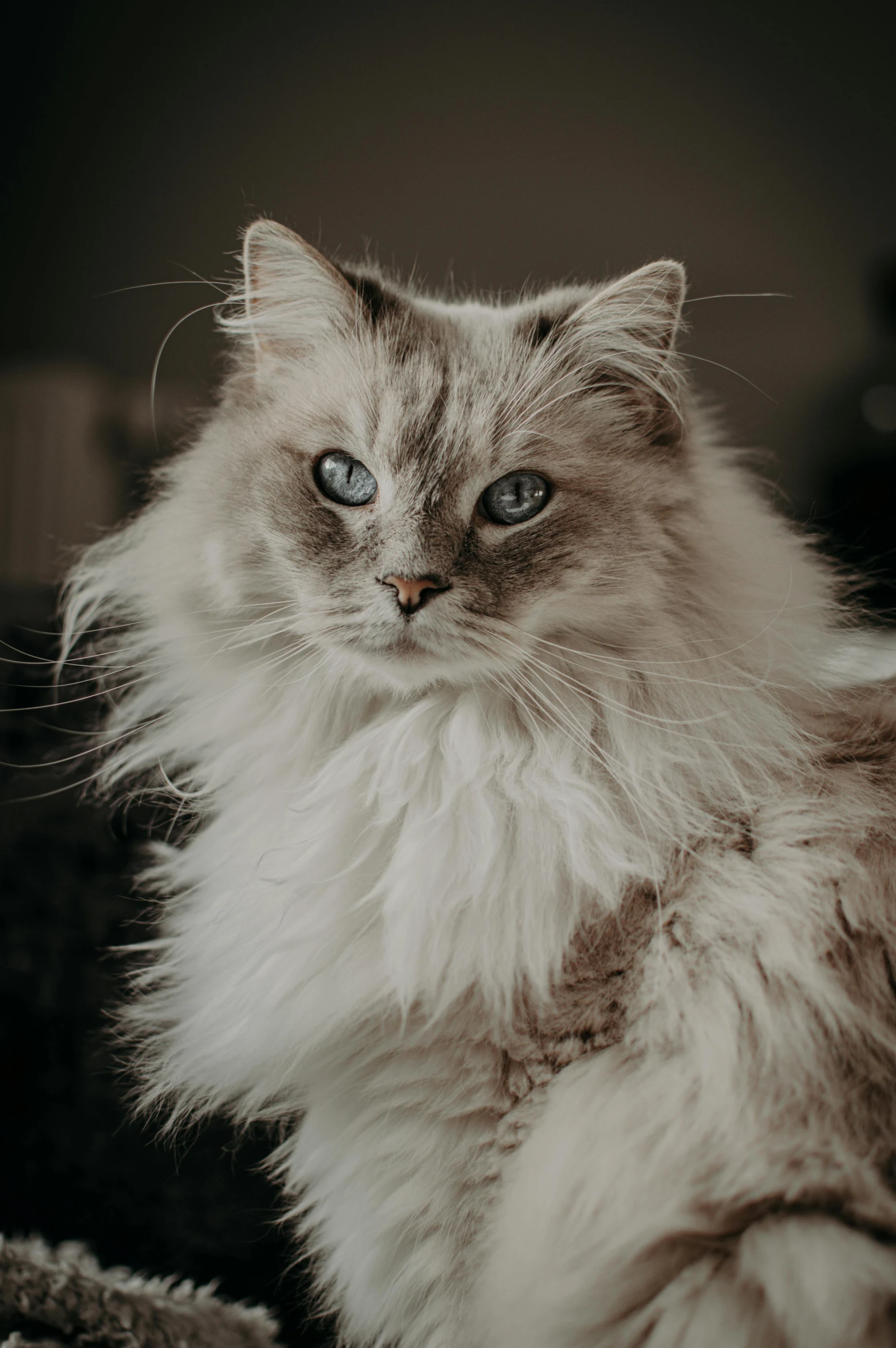 a fluffy cat sitting on top of a bed, by Jan Tengnagel, pexels contest winner, beautiful animal pearl queen, grey ears, dynamic closeup, portrait of a handsome