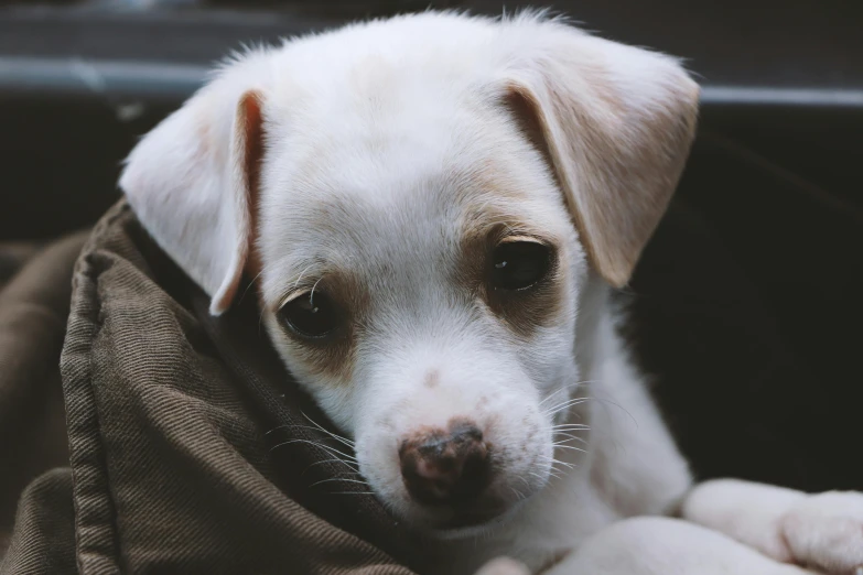 a small white dog wrapped in a blanket, pexels contest winner, photorealism, young cute face, photo taken in 2018, gif, mixed animal