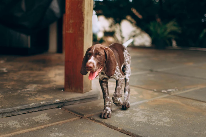 a brown and white dog standing on a sidewalk, by Jan Tengnagel, pexels contest winner, hunting, patterned, australian, brunette