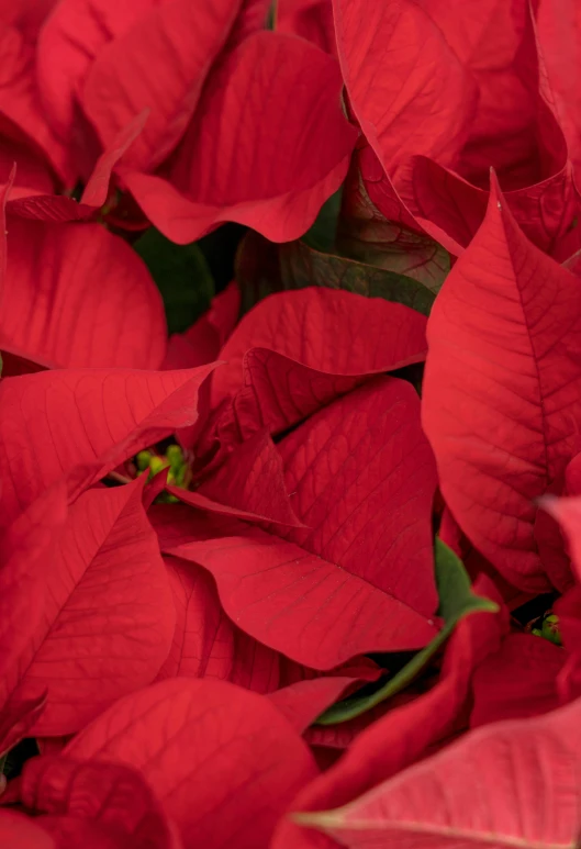 a close up of a bunch of red flowers, ornaments, zoomed in, best selling, f / 2 0