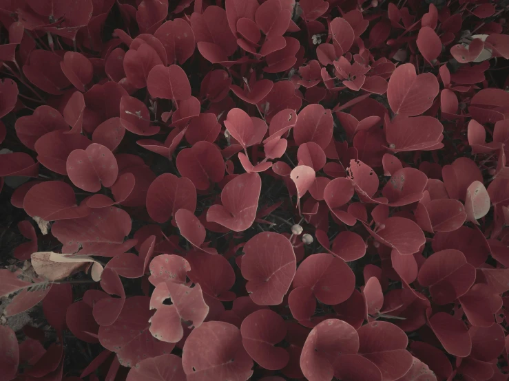 a close up of a bunch of red leaves, an album cover, by Elsa Bleda, pexels contest winner, arabesque, eucalyptus, fine details 8k octane rendering, no color, hearts