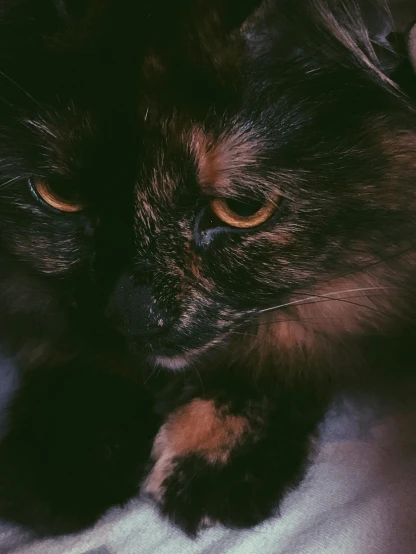 a close up of a cat laying on a bed, inspired by Elsa Bleda, pexels contest winner, black and brown, persian queen, spooky photo, at nighttime
