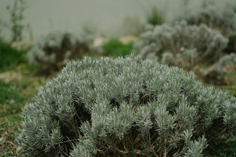 a bunch of bushes that are in the grass, a macro photograph, by Attila Meszlenyi, unsplash, grey and silver, sage green, limestone, alexandros pyromallis