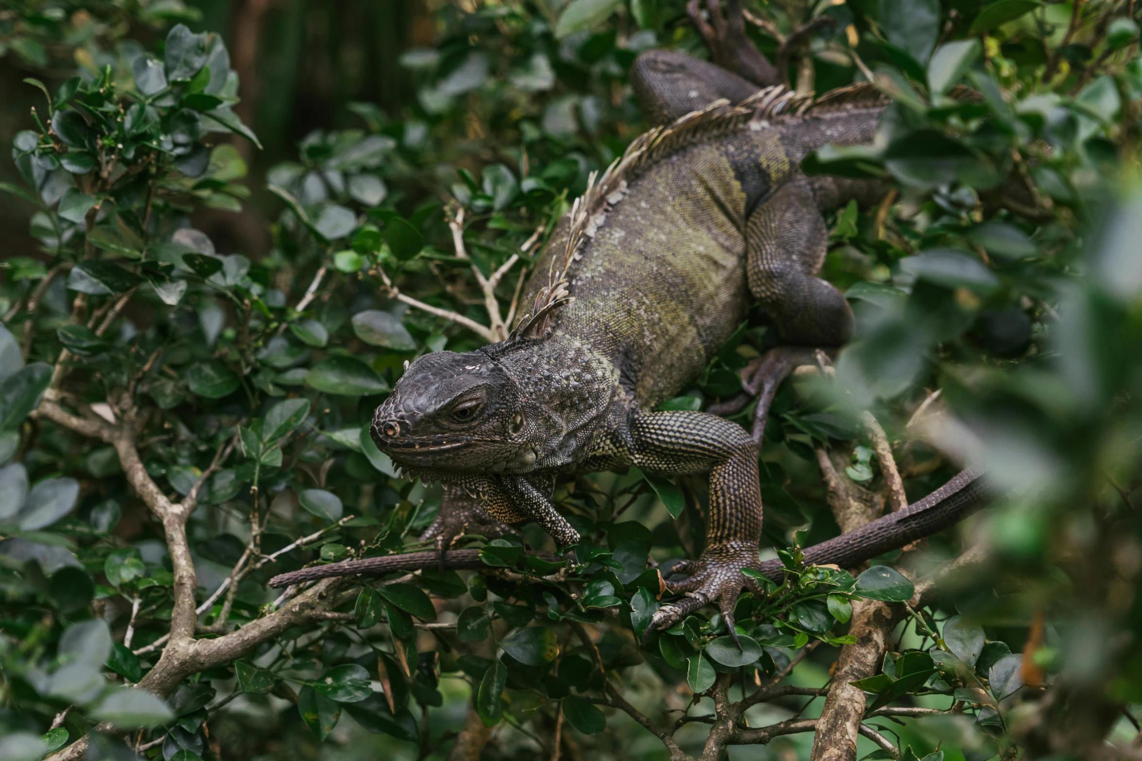 a large lizard sitting on top of a tree branch, amongst foliage, grey, national geographic quality, walking