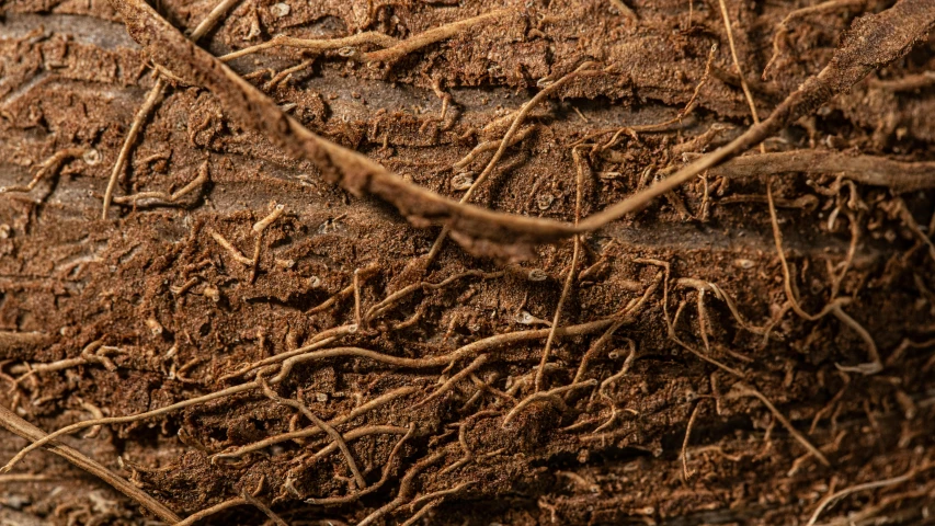 a close up of the roots of a tree, a macro photograph, trending on pexels, hurufiyya, textured base ; product photos, vanilla, intricate detailed 4 k, ground - level medium shot