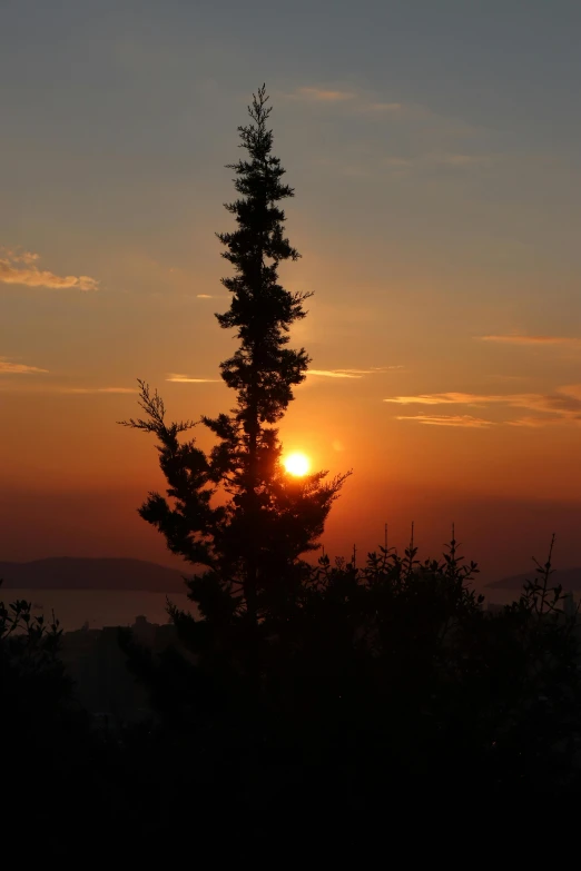 the sun is setting behind a pine tree, romanticism, mountains and sunset!!, split near the left, gradins view, ((sunset))