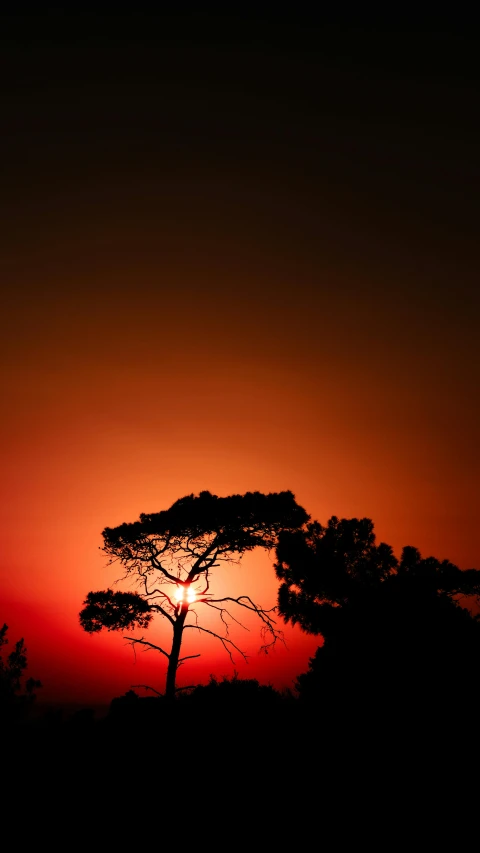 a lone tree is silhouetted against the setting sun, by Andries Stock, pexels, maritime pine, red colored, a green, dramatic”