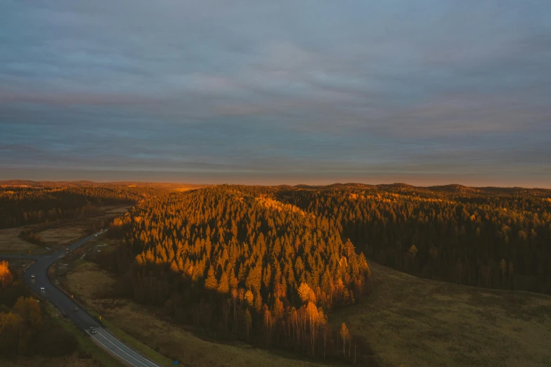 a forest filled with lots of trees next to a road, by Jesper Knudsen, pexels contest winner, hurufiyya, sunset in a valley, wide high angle view, brown, yellow