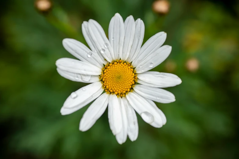 a close up of a white flower with a yellow center, by Matthias Stom, pexels contest winner, just after rain, chamomile, today\'s featured photograph 4k, a high angle shot