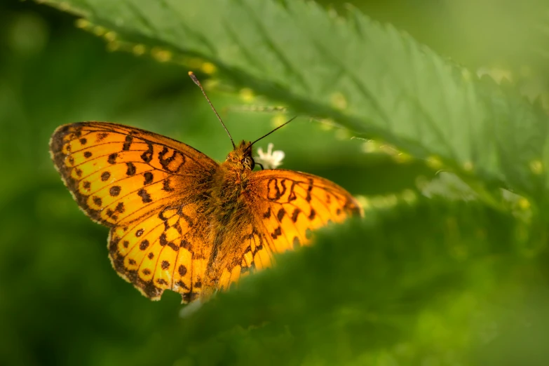 a close up of a butterfly on a leaf, pexels contest winner, golden glow, fern, doing a majestic pose, 8k resolution”