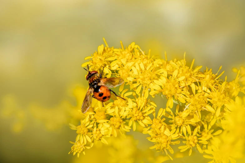 a ladybug sitting on top of a yellow flower, by Andries Stock, pexels contest winner, giant golden nuclear hornet, avatar image