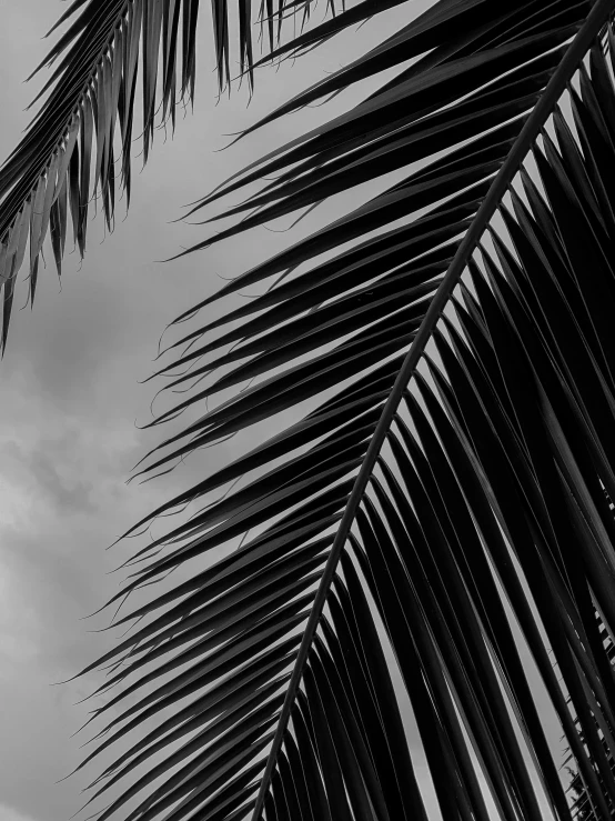 a black and white photo of a palm tree, by Frederik Vermehren, unsplash, hurufiyya, cinematic. by leng jun, humid evening, leaf, half image