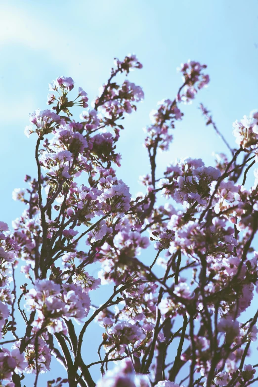 a tree with purple flowers against a blue sky, inspired by Julian Schnabel, unsplash, aestheticism, soft blue and pink tints, loosely cropped, brown, manuka