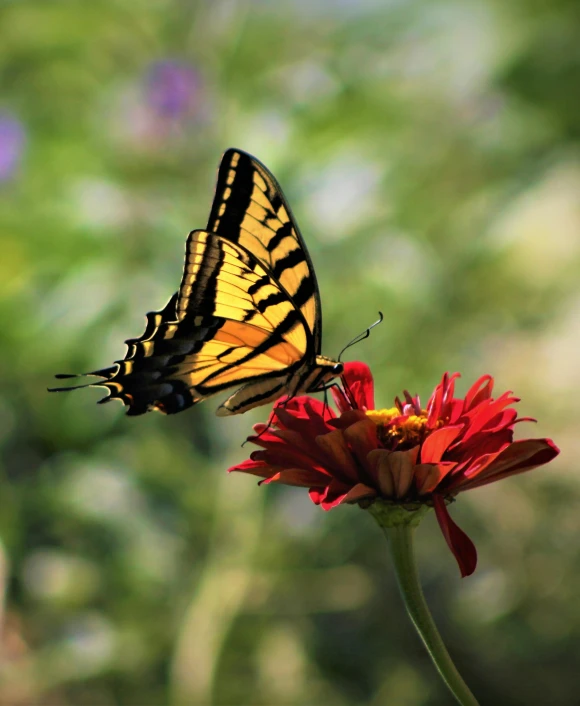 a butterfly sitting on top of a red flower, by Lynn Pauley, pixabay contest winner, renaissance, yellows and reddish black, profile image, camaraderie, a high angle shot