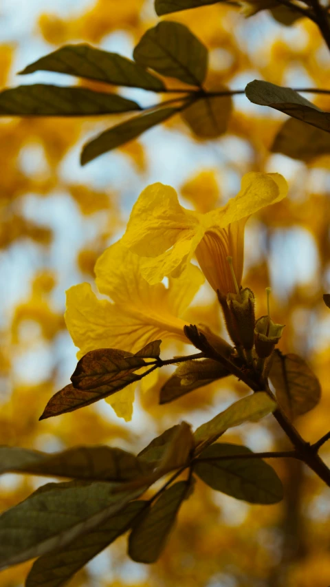 a close up of a yellow flower on a tree, by Carey Morris, pexels, hurufiyya, coloured photo, sri lanka, shot on sony a 7, bougainvillea