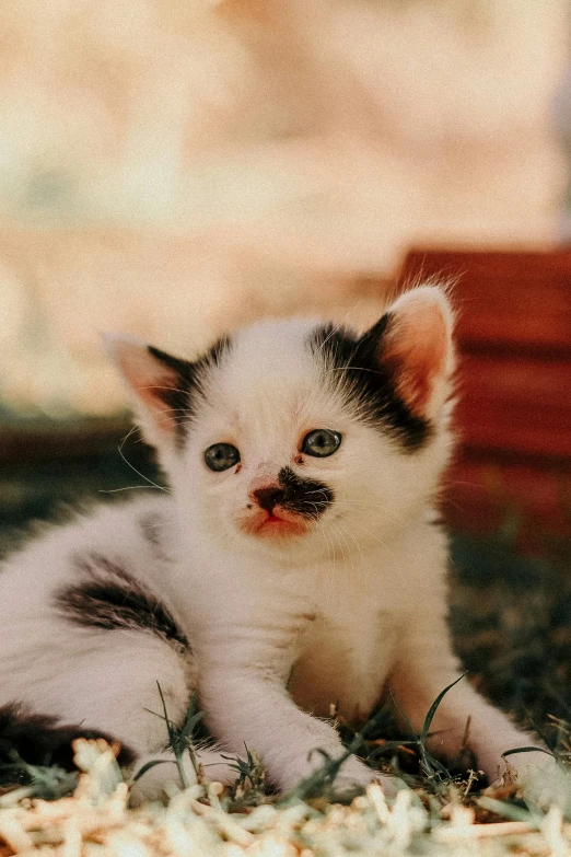 a black and white kitten sitting in the grass, featured on reddit, renaissance, with mustache, taken in 1 9 9 7, avatar image, trending photo