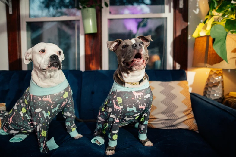 two dogs wearing pajamas sitting on a couch, by Julia Pishtar, unsplash, cyborg - pitbull, fully decorated, from the waist up, possibly extra limbs