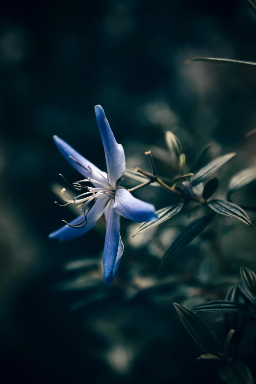 a blue flower sitting on top of a lush green field, a macro photograph, by Jacob Toorenvliet, unsplash contest winner, renaissance, lily, blue forest, on a dark background, jasmine
