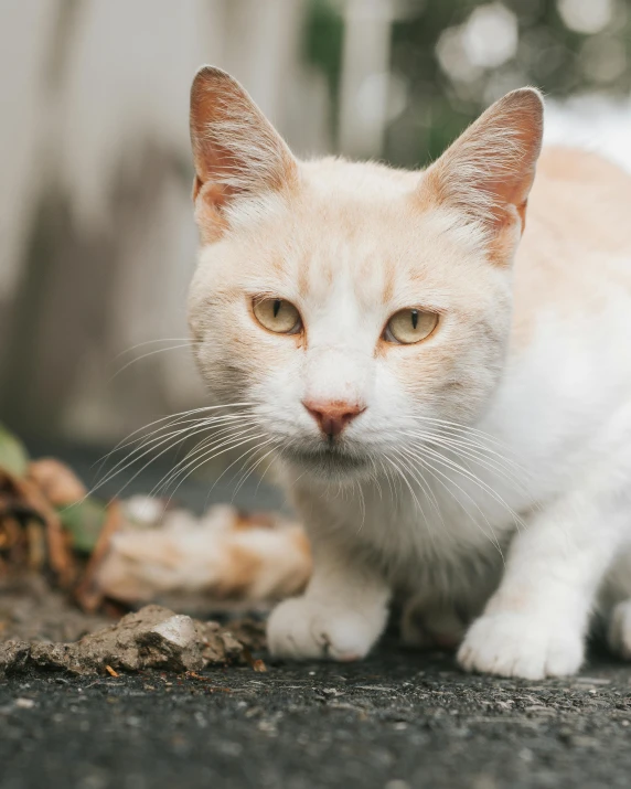 a white and orange cat sitting on the ground, an album cover, trending on pexels, with freckles, lgbtq, animals in the streets, scientific photo