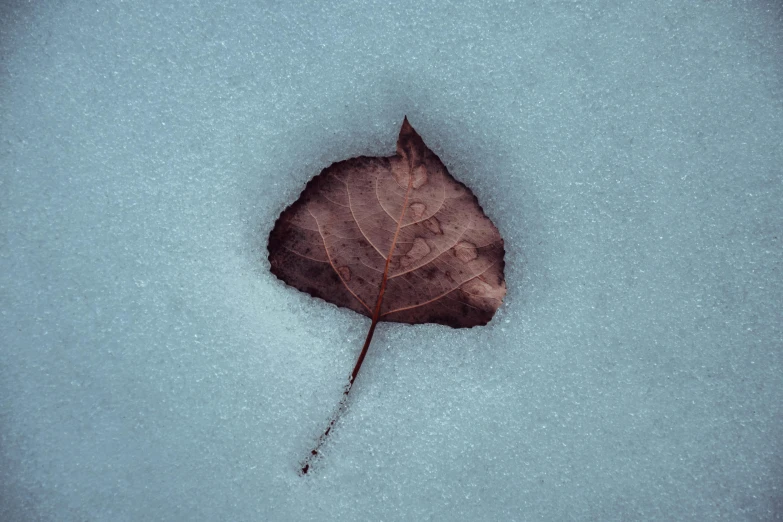 a leaf laying on top of snow covered ground, inspired by Elsa Bleda, pexels contest winner, postminimalism, cold color, brown, small, symmetrical