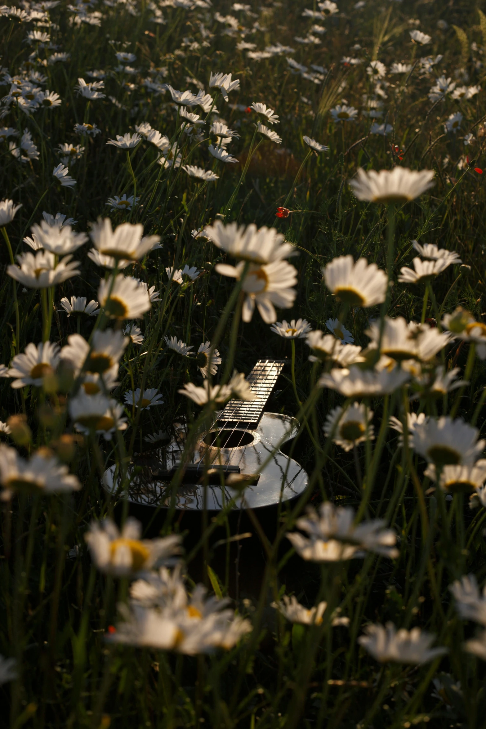 a bunch of white flowers in a field, an album cover, by Eglon van der Neer, unsplash contest winner, the guitar player, evening light, photographed for reuters, daisies