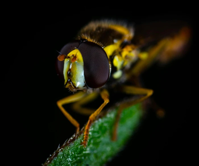 a close up of a fly on a leaf, a macro photograph, pexels contest winner, hurufiyya, avatar image, sleek yellow eyes, at nighttime, young male