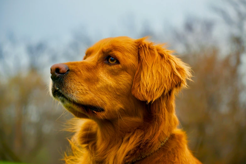 a brown dog sitting on top of a lush green field, a portrait, pexels contest winner, renaissance, golden retriever, close - up profile face, reddish, gold