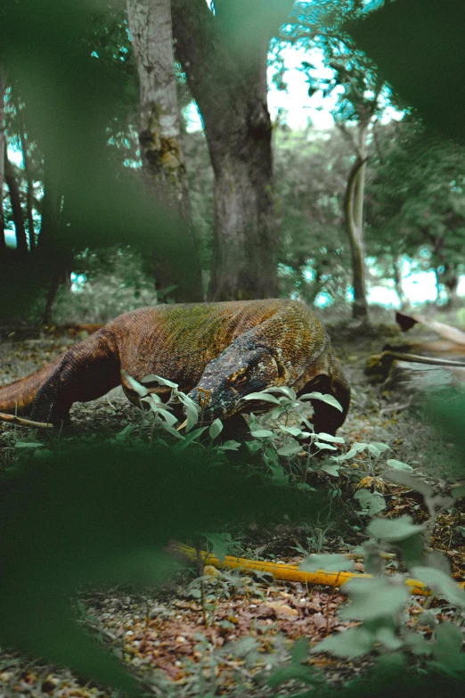 a lizard that is laying down in the grass, an album cover, by Filip Hodas, sumatraism, wooden hippo, vhs colour photography, walking through a lush forest, analogue photo low quality