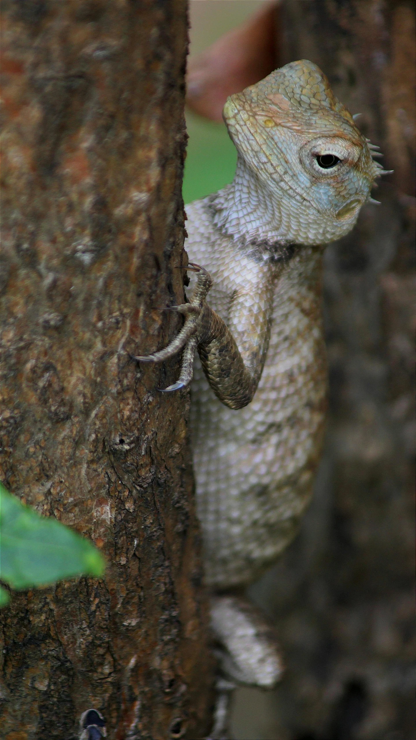 a close up of a lizard on a tree, by Robert Brackman, sumatraism, grey-eyed, no cropping, large tail, a horned