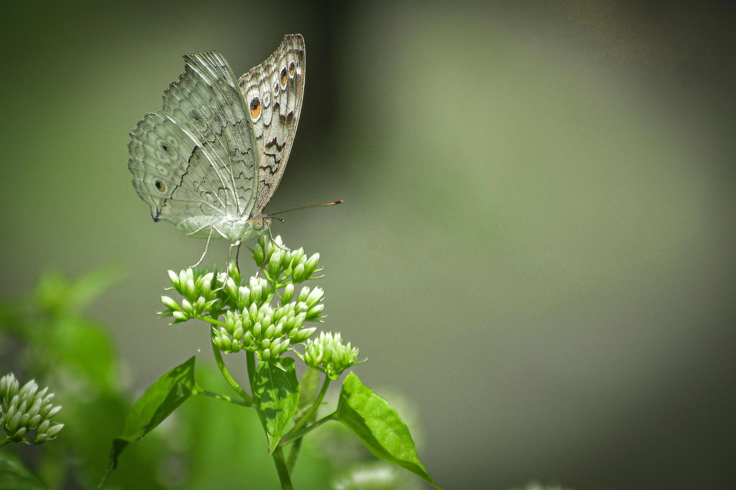 a close up of a butterfly on a flower, muted green, grey, shot with premium dslr camera, fan favorite