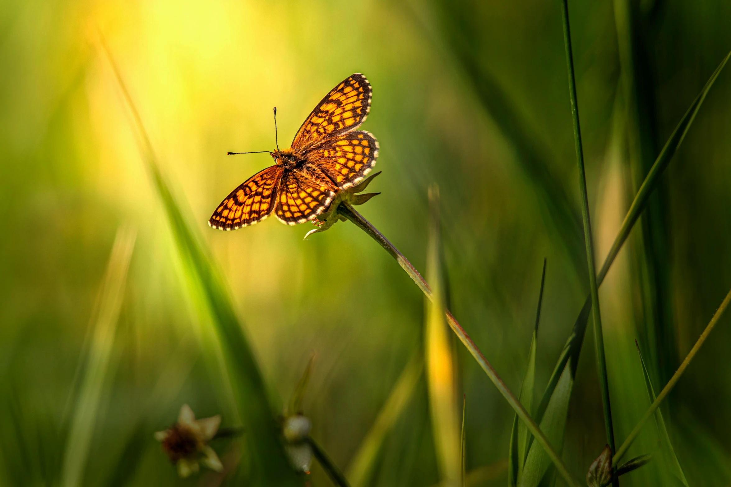 a butterfly sitting on top of a blade of grass, by Adam Marczyński, pixabay contest winner, renaissance, warm light, instagram post, profile pic, glowing amber