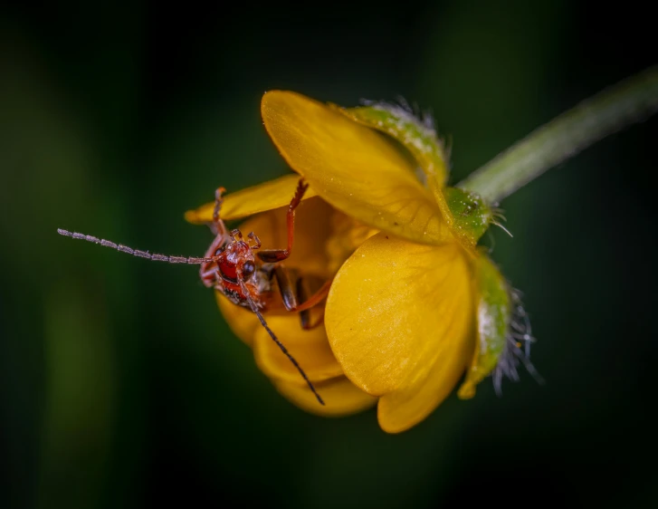 a bug sitting on top of a yellow flower, a macro photograph, by Peter Churcher, pexels contest winner, long antennae, lurking in the darkness, red and yellow, tourist photo