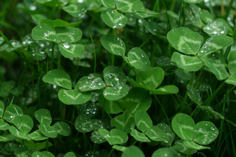 a bunch of green plants with water droplets on them, background full of lucky clovers, zoomed in, dezeen, medium-shot