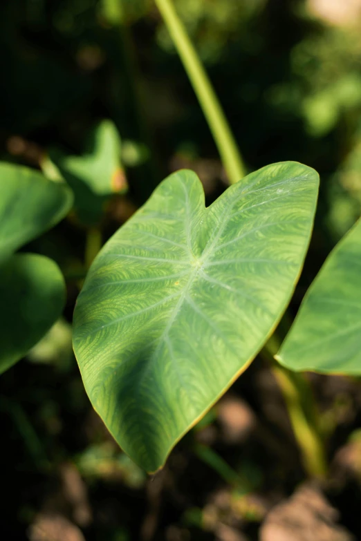 a close up of a leaf of a plant, moai seedling, large vines, highly upvoted, hearts