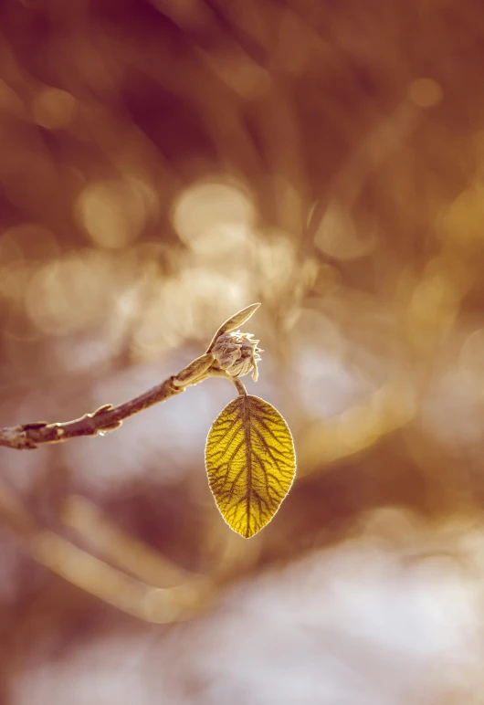 a close up of a leaf on a tree branch, a picture, inspired by Elsa Bleda, trending on pexels, warm golden backlit, centered in image, trending on 5 0 0 px, photograph of april